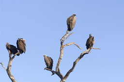 Various Vultures (lappet-faced vulture, white-backed vulture, hooded vulture)